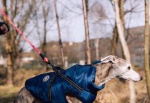 Stay Warm and Play Happy: Important Advice on Picking the Best Winter Coat for Dogs and Cotton Rope Toys for Dogs to Keep Your Furry Friend Warm and Happy